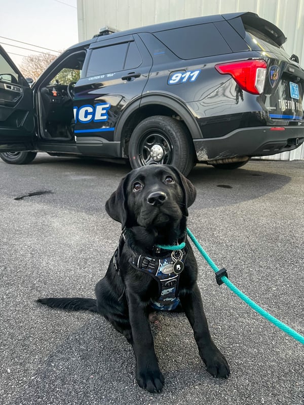 black dog with leash in front of police SUV